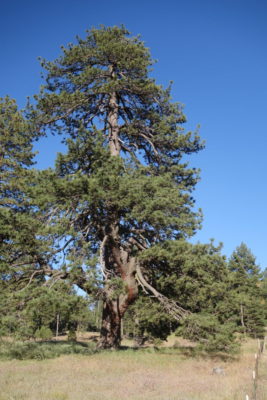 Ke změření výšky běžného stromu je třeba mít odstup aspoň 10 m. 