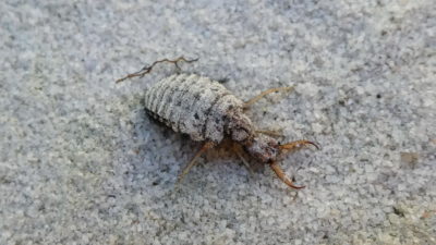 Mravkolev běžný - larva