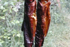 DSCN4517